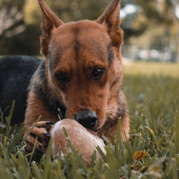 West Palm Dog Walker team member with a dog