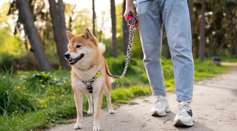 Dog Walking
